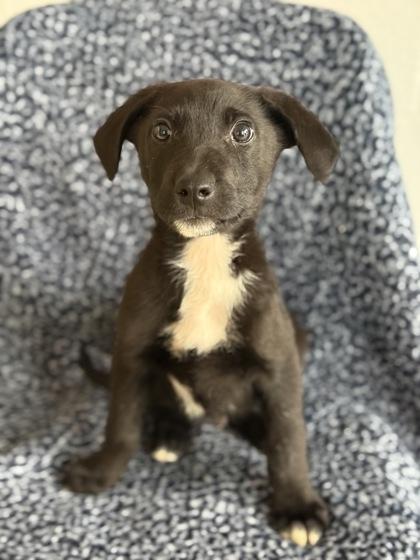 Enlarge Graham, a Adoptable mixed breed in Red Bluff, CA image 2/2