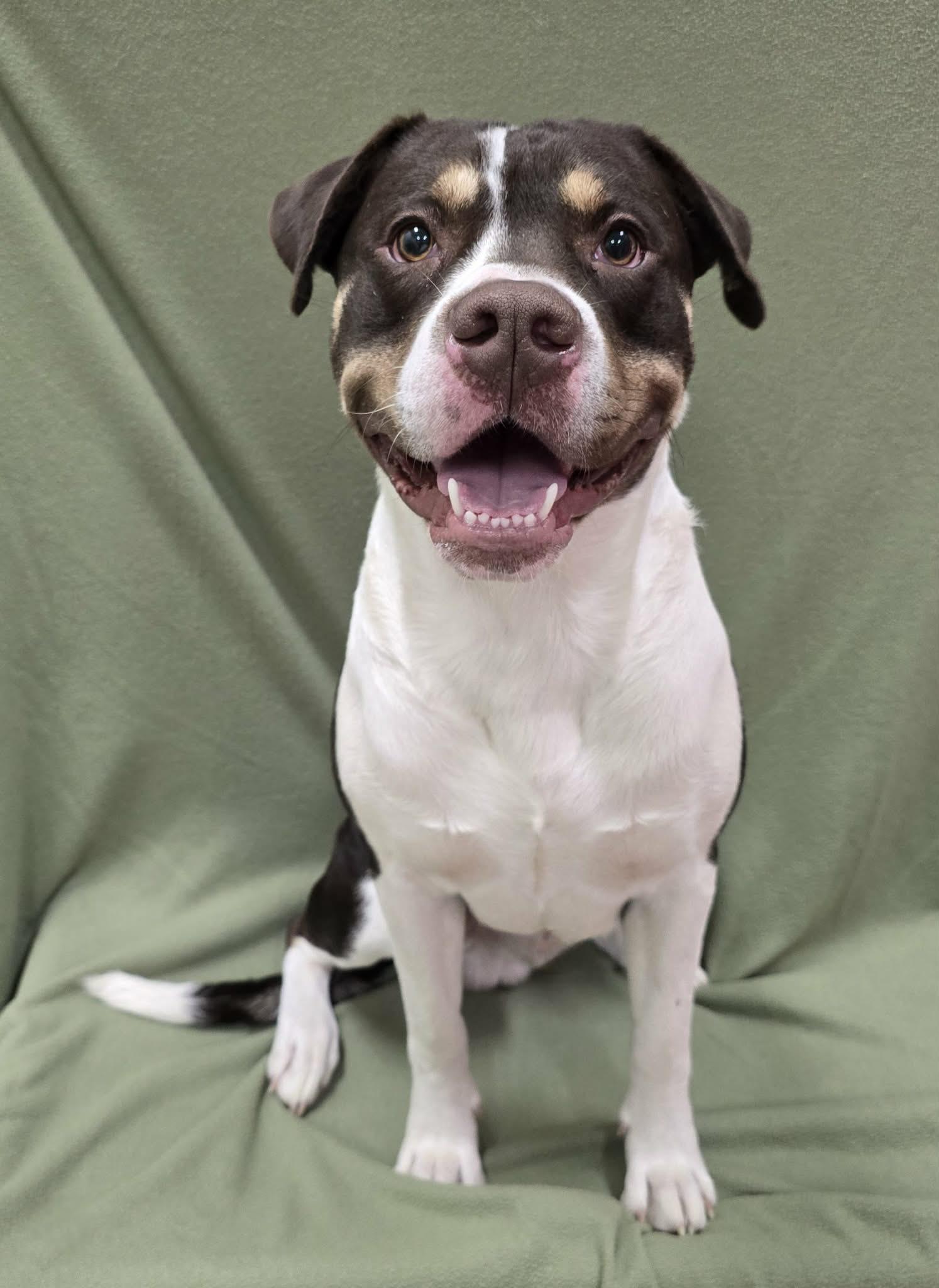 Silas, a ADOPTABLE Mixed Breed in Frankfort, IN image 2/4