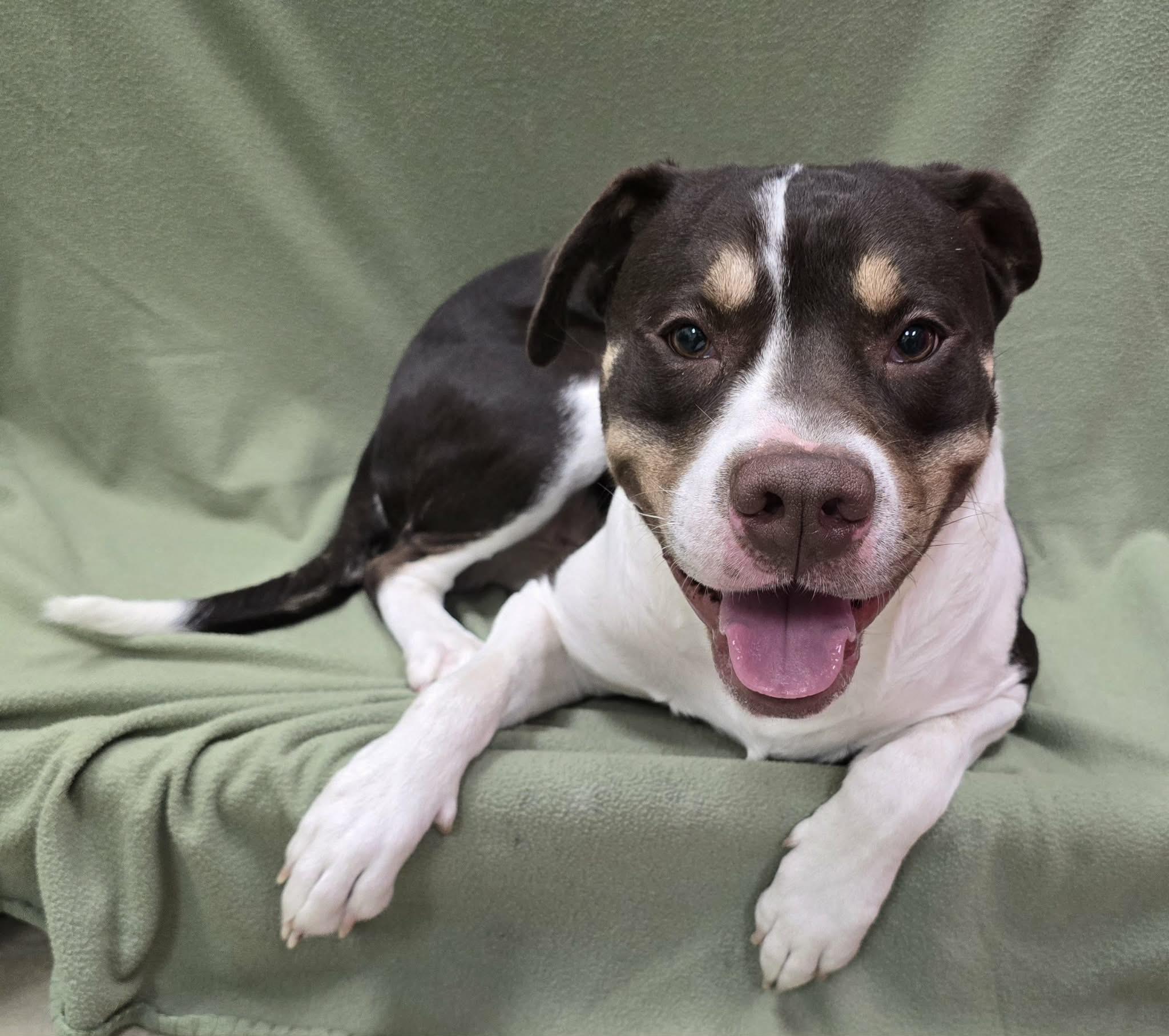 Silas, a ADOPTABLE Mixed Breed in Frankfort, IN image 4/4