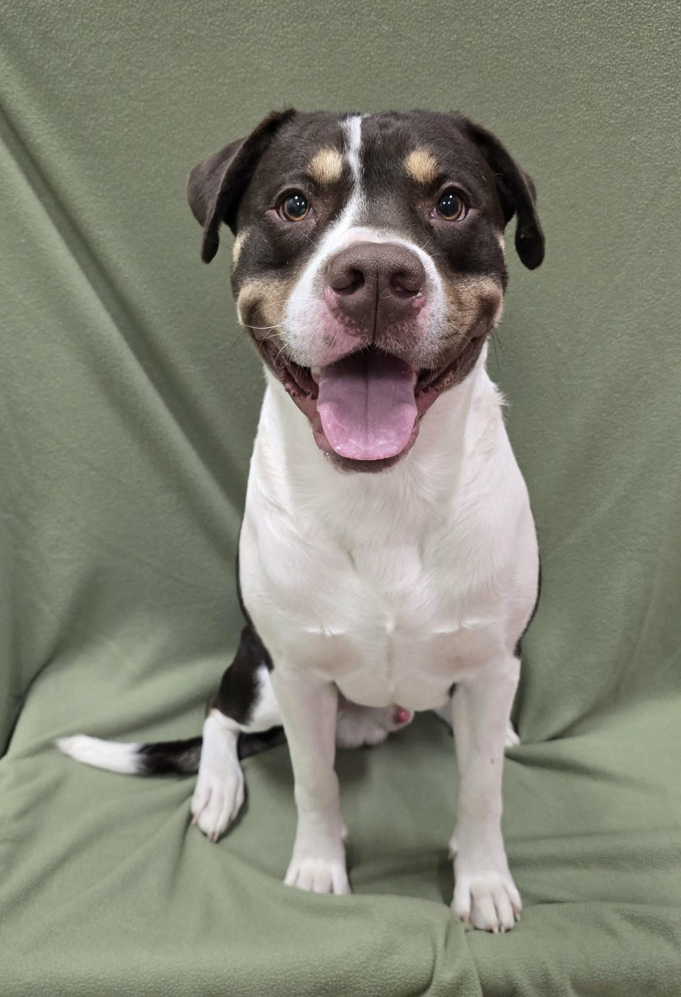 Silas, a ADOPTABLE Mixed Breed in Frankfort, IN image 3/4