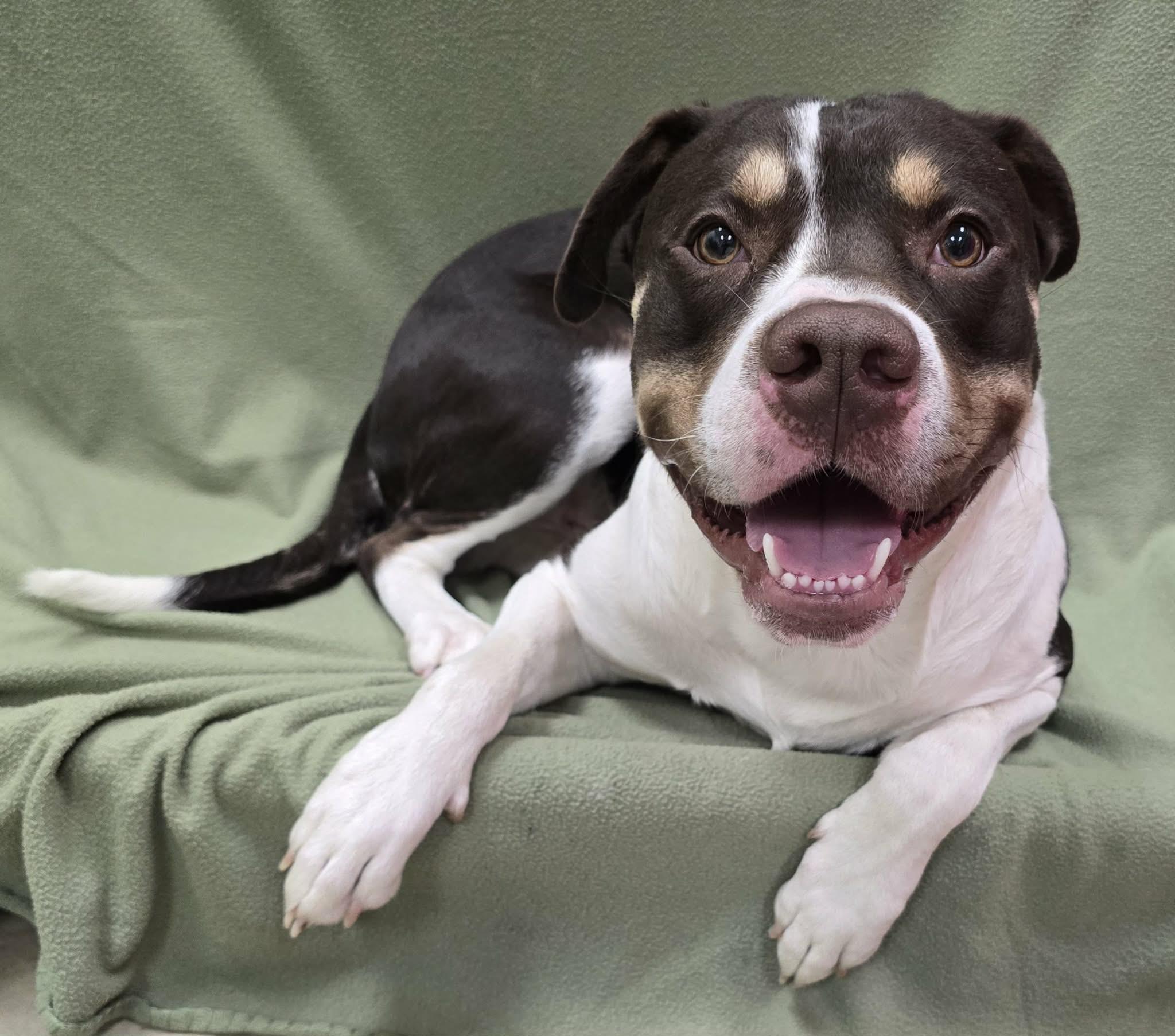 Silas, ADOPTABLE, Adult Male Mixed Breed.