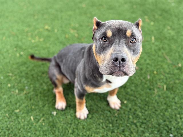 Enlarge CRAZY BREAD, a Adoptable Pit Bull Terrier in Antioch, CA image 1/1