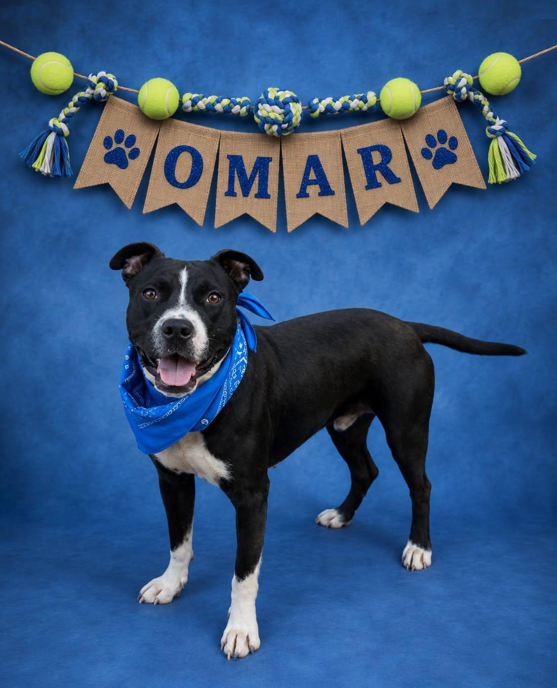 Omar, Adoptable, Young Male Pit Bull Terrier.