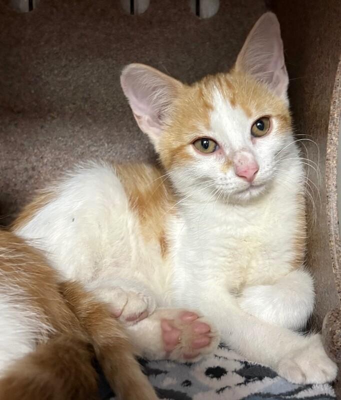 Enlarge Mable, a Adoptable American Shorthair in Katy, TX image 1/1