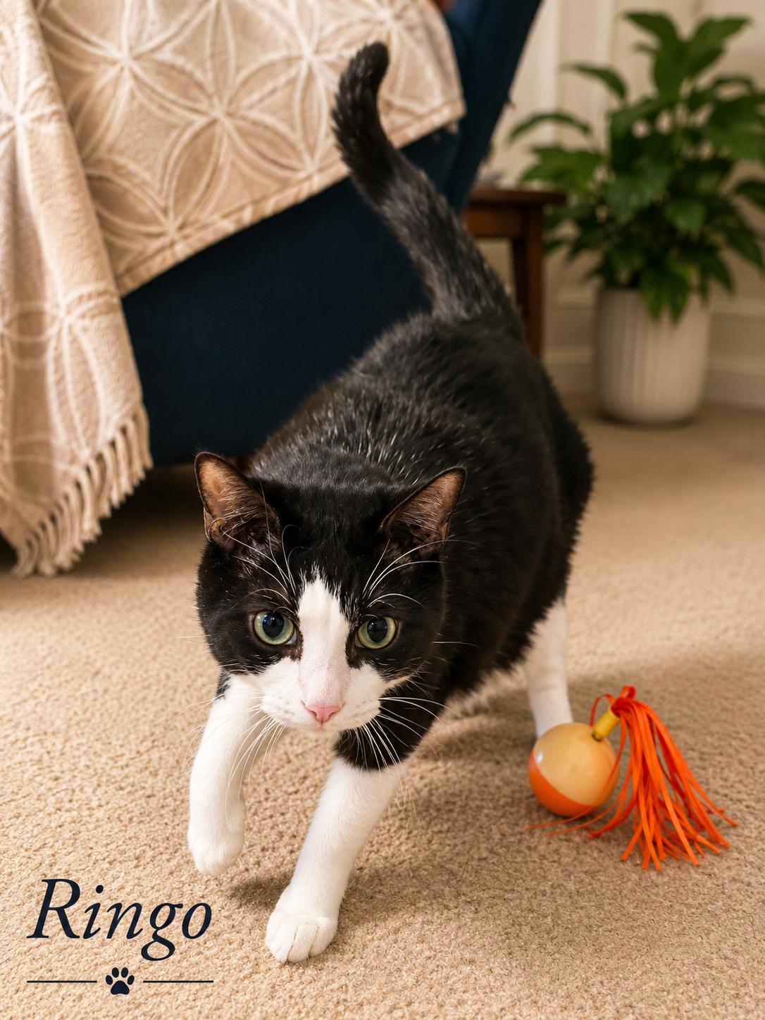 Enlarge Ringo, a Adopted Domestic Short Hair in Mansfield, TX image 2/4