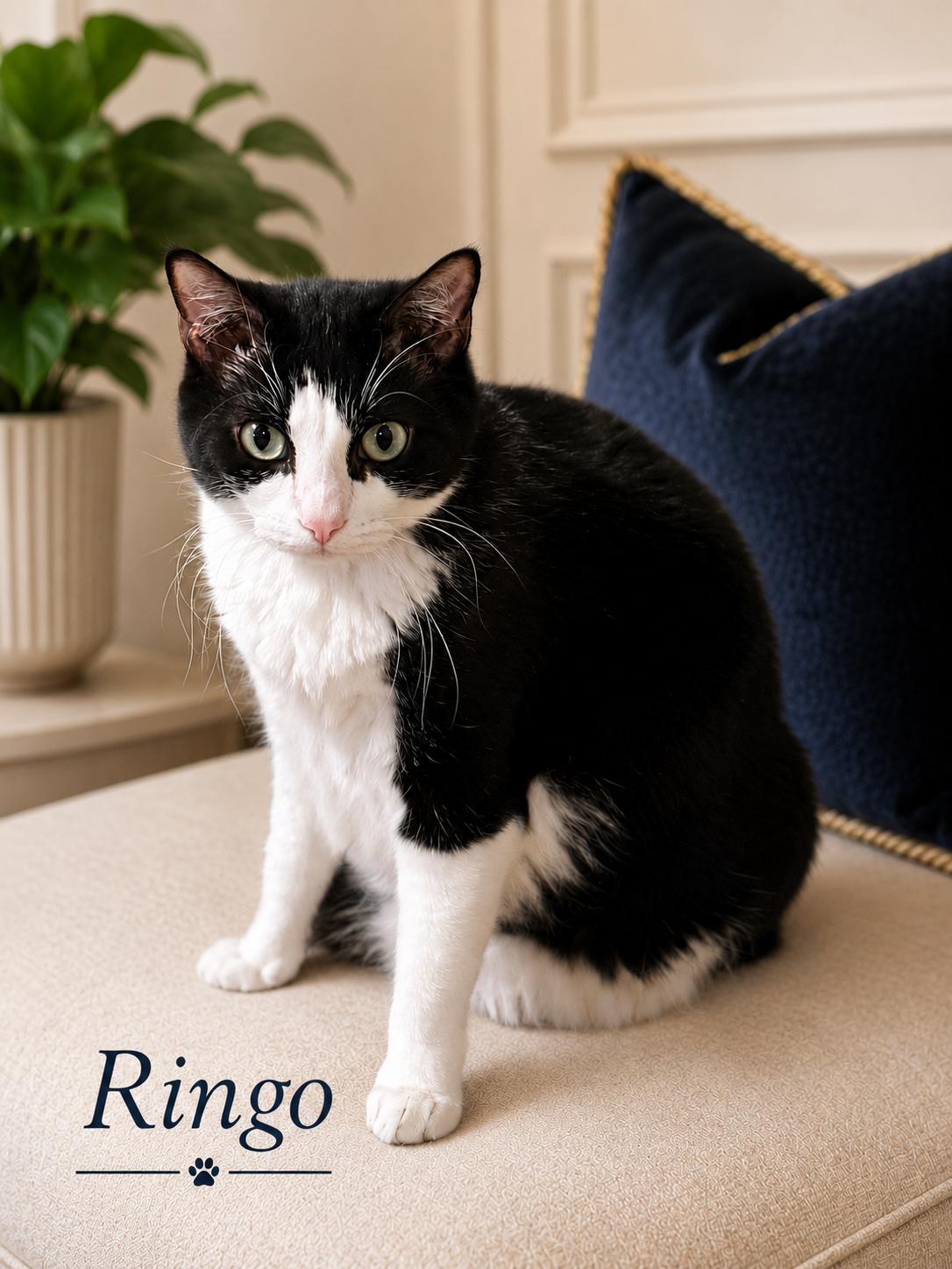 Enlarge Ringo, a Adopted Domestic Short Hair in Mansfield, TX image 1/4