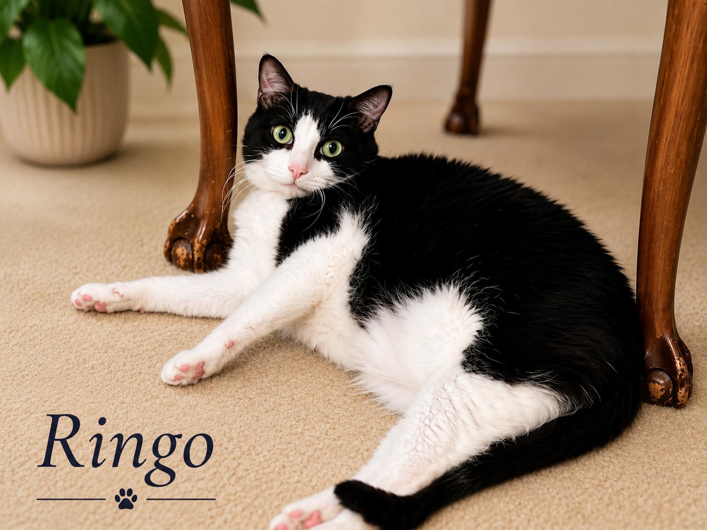 Enlarge Ringo, a Adopted Domestic Short Hair in Mansfield, TX image 3/4