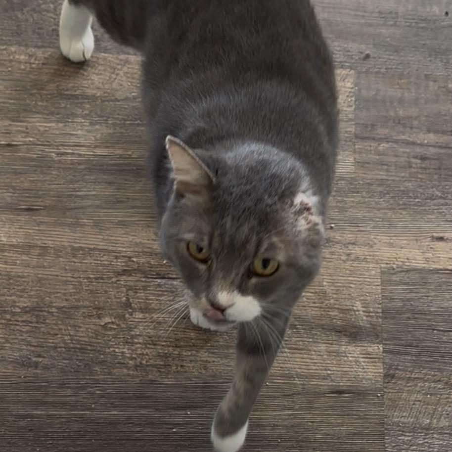 Enlarge Calvin, a Adoptable Domestic Short Hair in Pleasant Hill, MO image 1/1