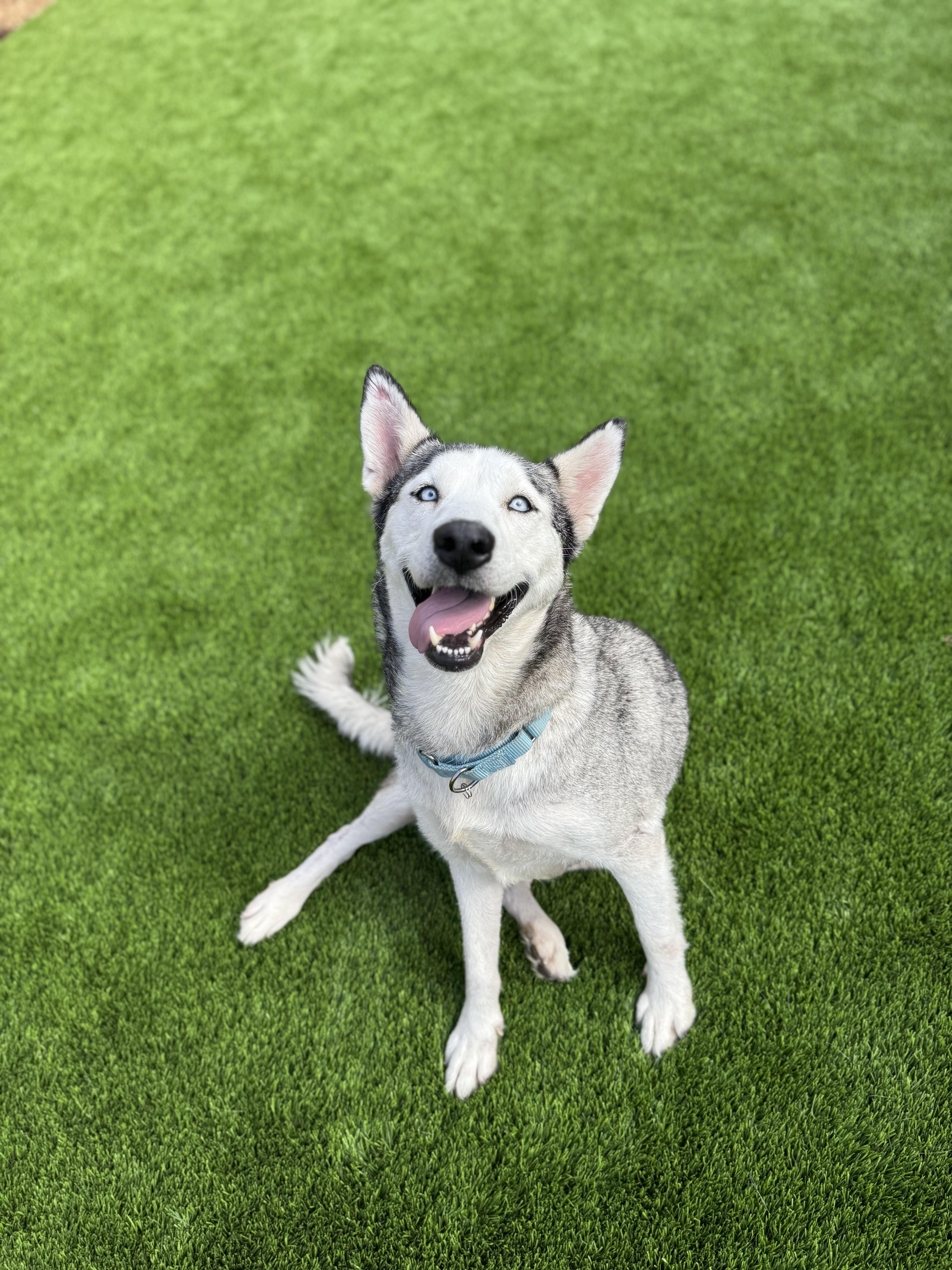 Nyra, a Adoptable Husky in San Rafael, CA image 1/6