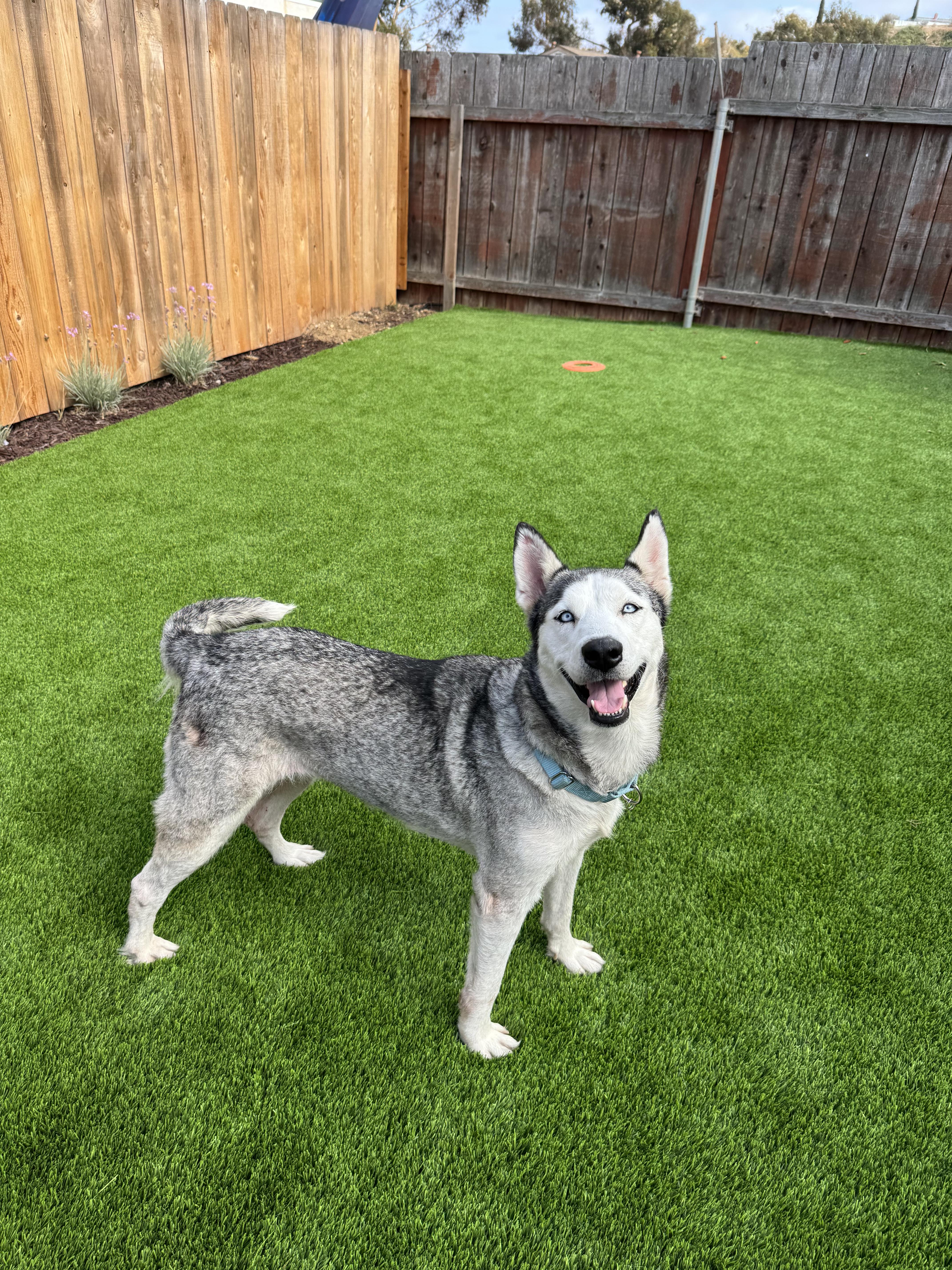 Nyra, a Adoptable Husky in San Rafael, CA image 2/6