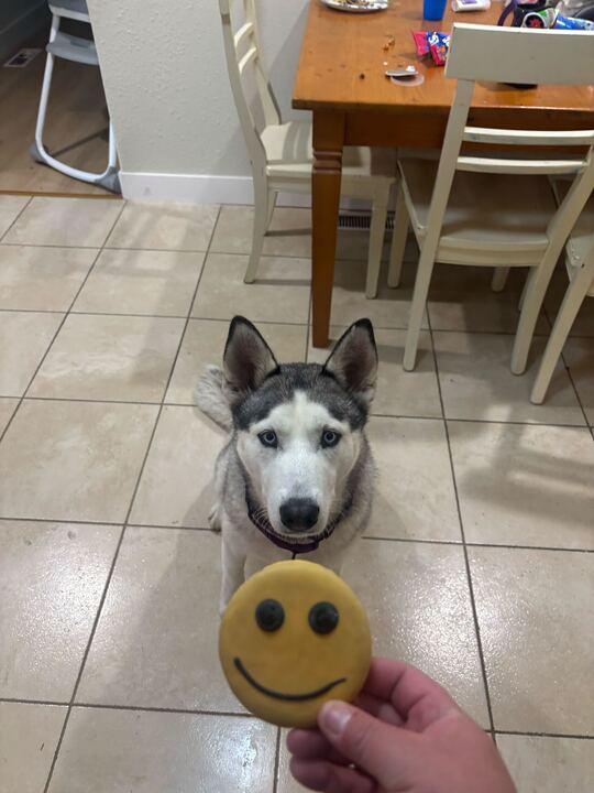Enlarge Nyra, an adoptable Husky in San Rafael, CA image 5/5