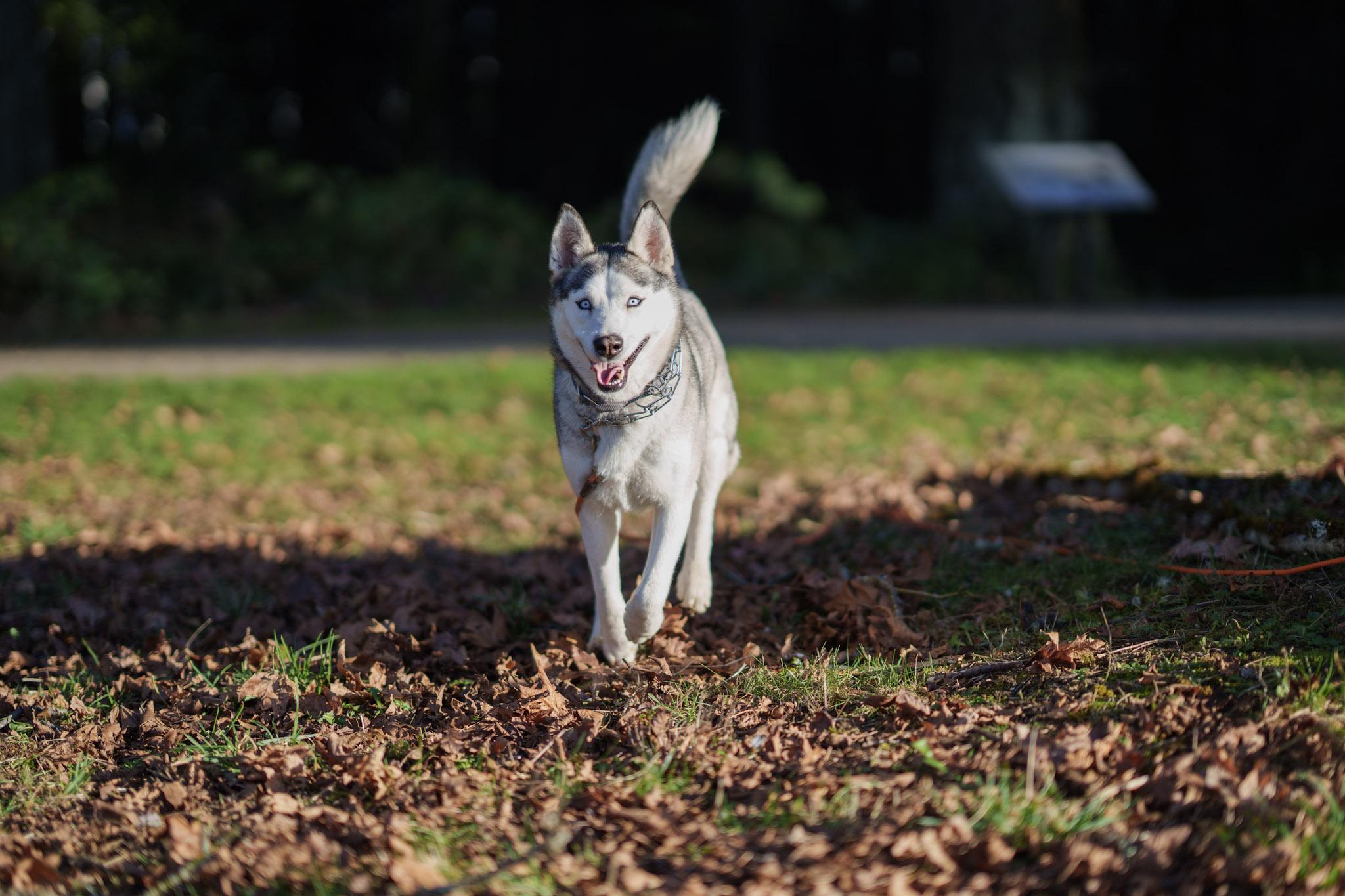 Nyra, adoptable, Young Female Alaskan Malamute & Jack Russell Terrier.