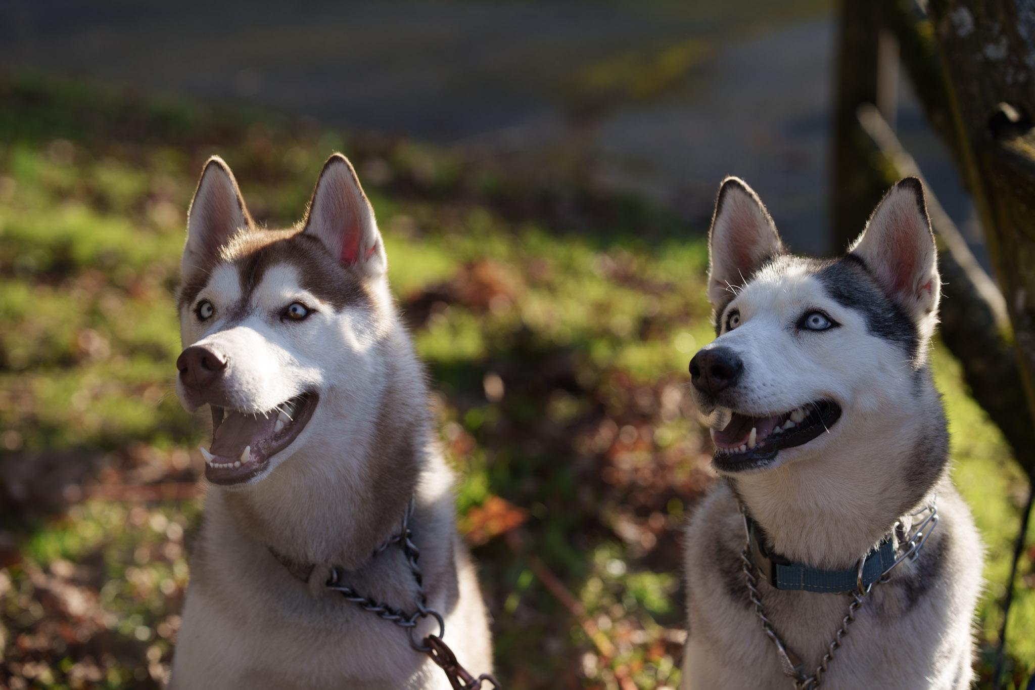 Enlarge Nyra, an adoptable mixed breed in Seattle, WA image 4/6