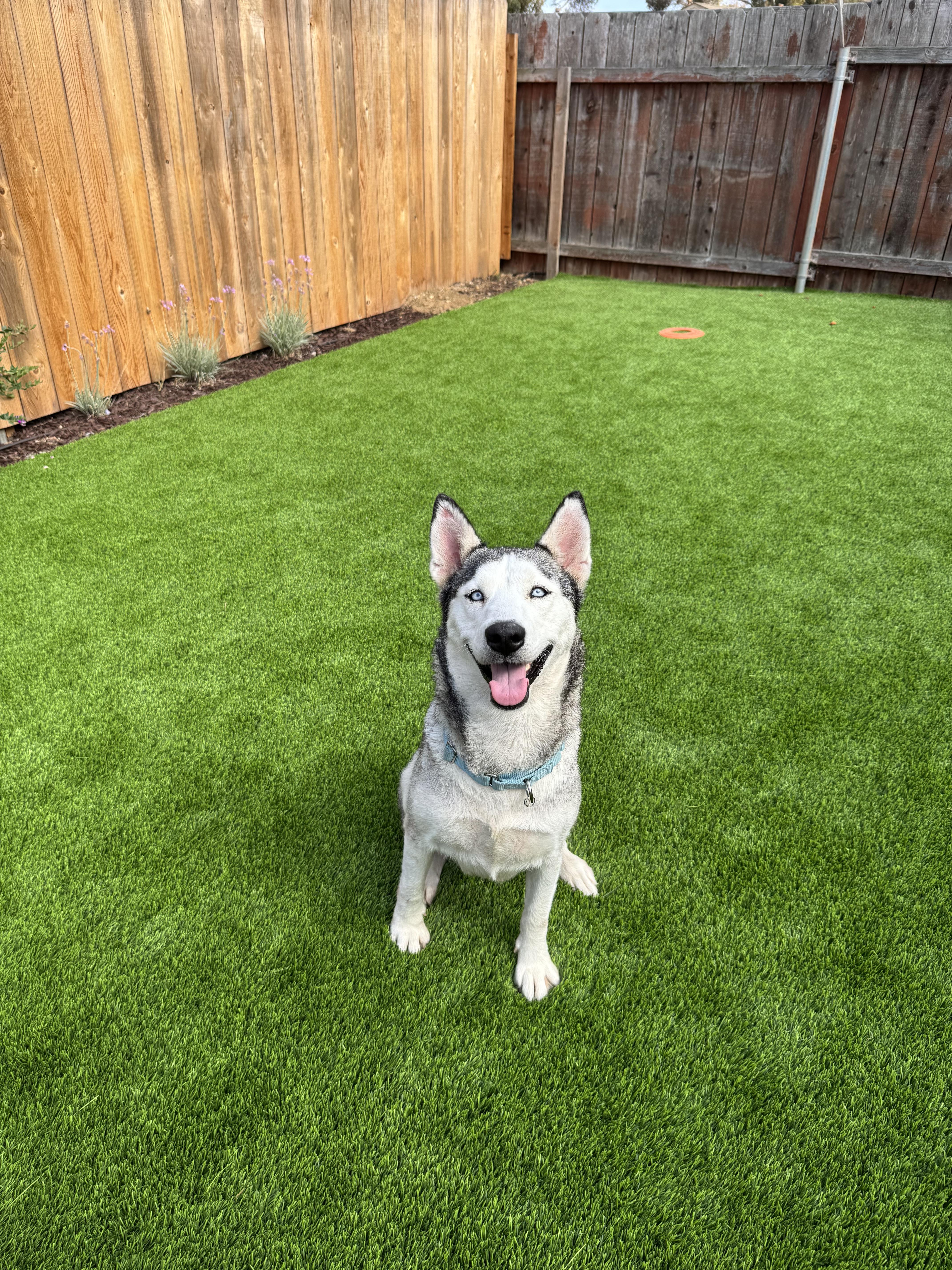 Nyra, a Adoptable Husky in San Rafael, CA image 3/6