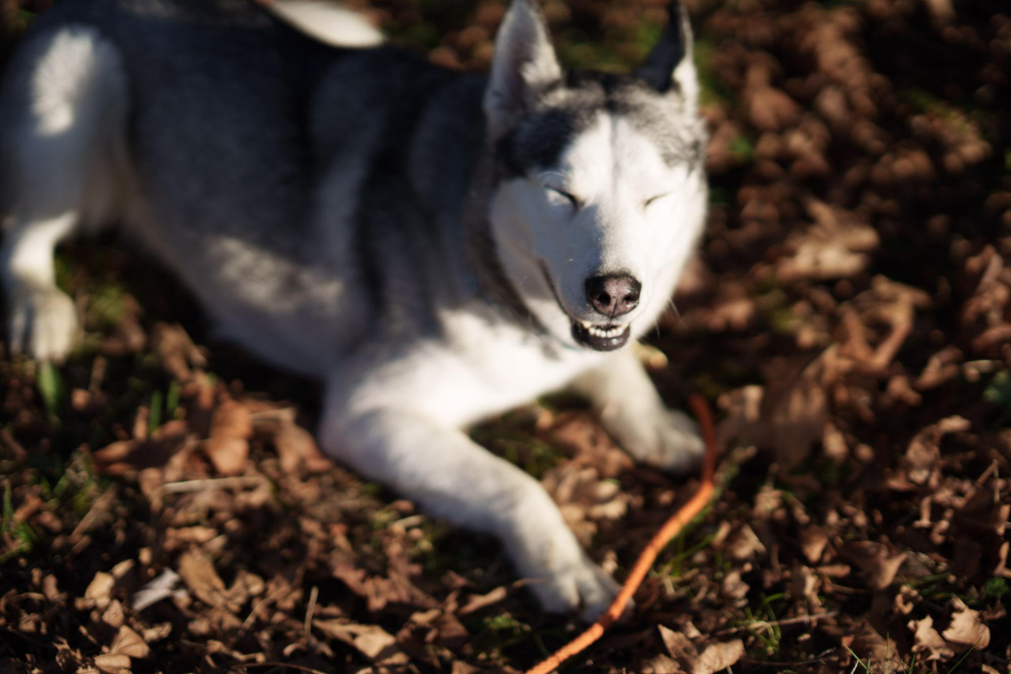 Enlarge Nyra, an adoptable mixed breed in Seattle, WA image 6/6