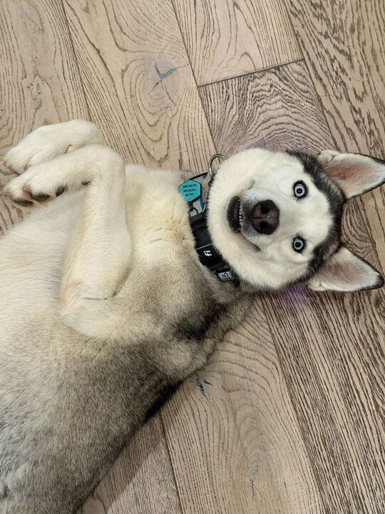 Enlarge Nyra, an adoptable Husky in San Rafael, CA image 1/5