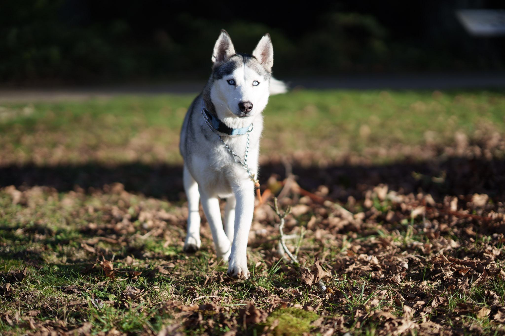 Enlarge Nyra, an adoptable mixed breed in Seattle, WA image 5/6