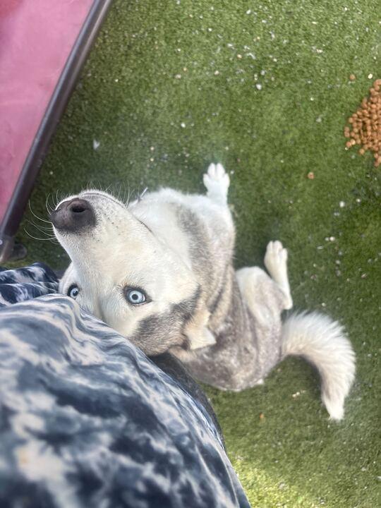 Enlarge Nyra, an adoptable Husky in San Rafael, CA image 4/5