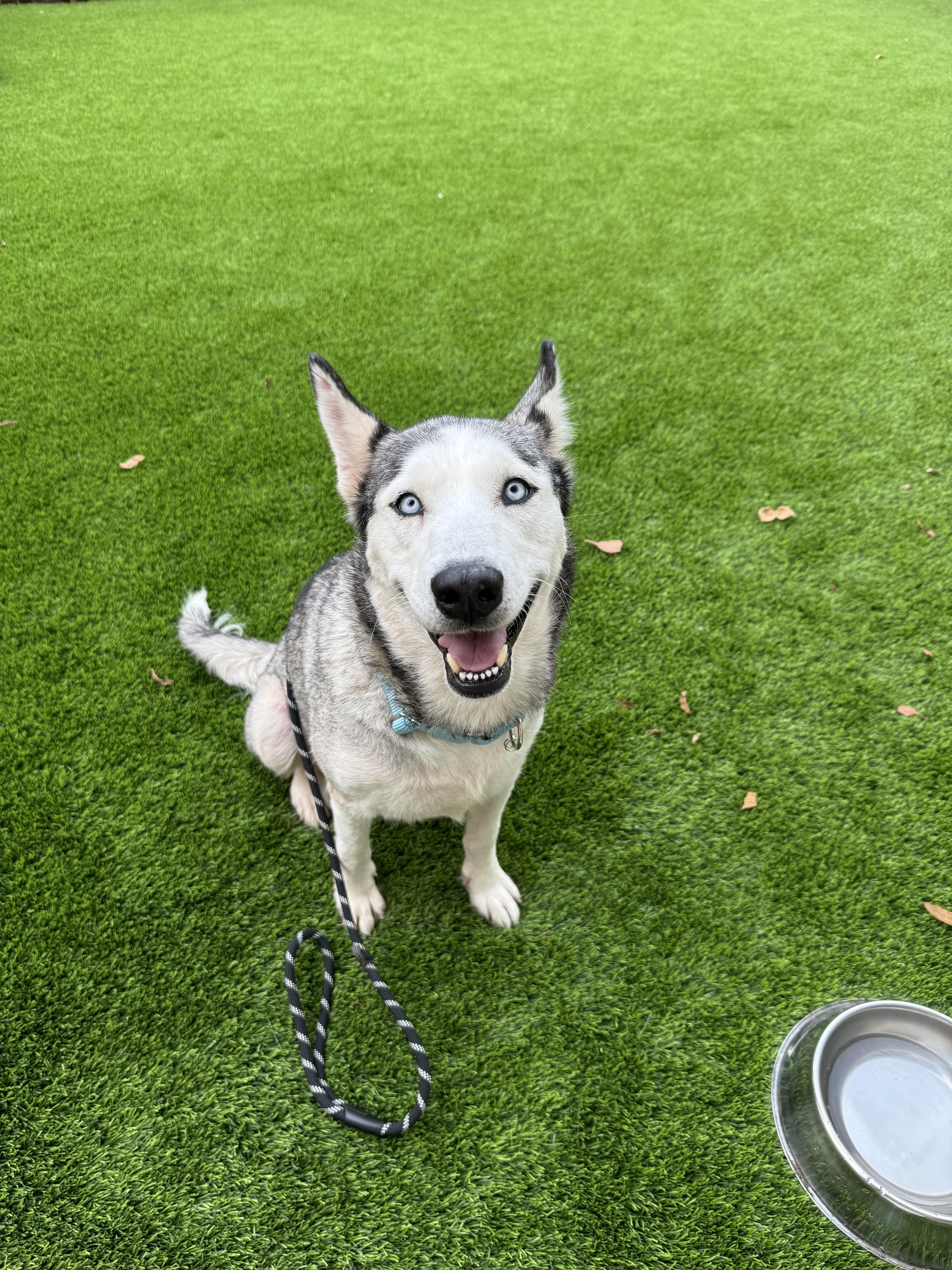Nyra, a Adoptable Husky in San Rafael, CA image 4/6