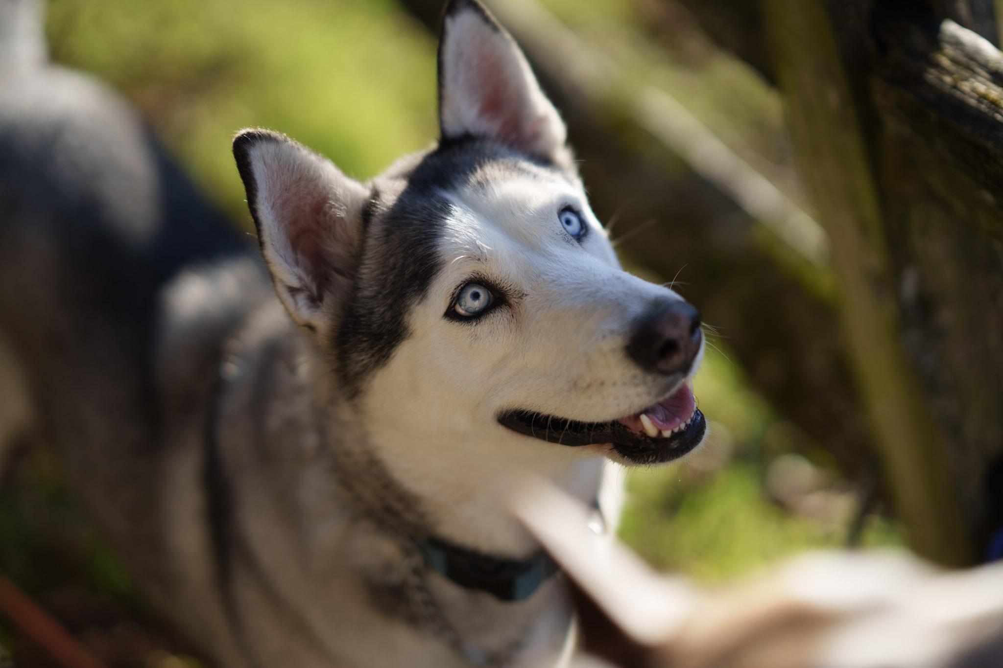 Enlarge Nyra, an adoptable mixed breed in Seattle, WA image 1/6