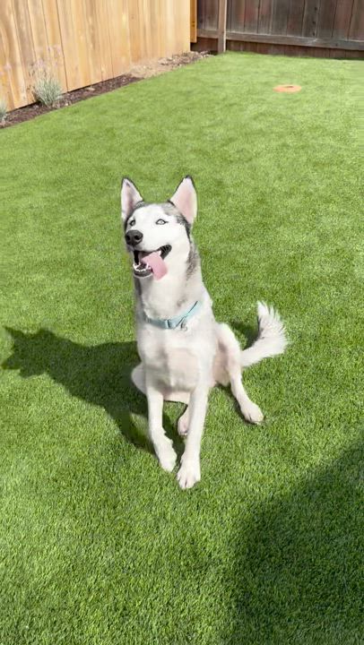 Enlarge Nyra, a Adoptable Husky in San Rafael, CA video 5/6
