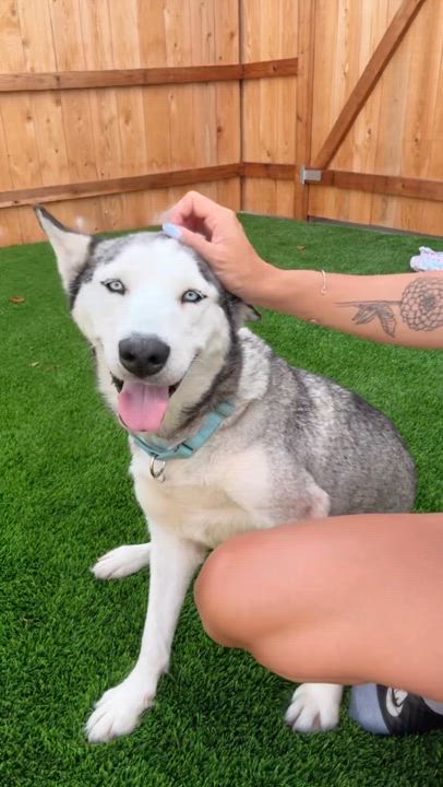 Enlarge Nyra, a Adoptable Husky in San Rafael, CA video 6/6