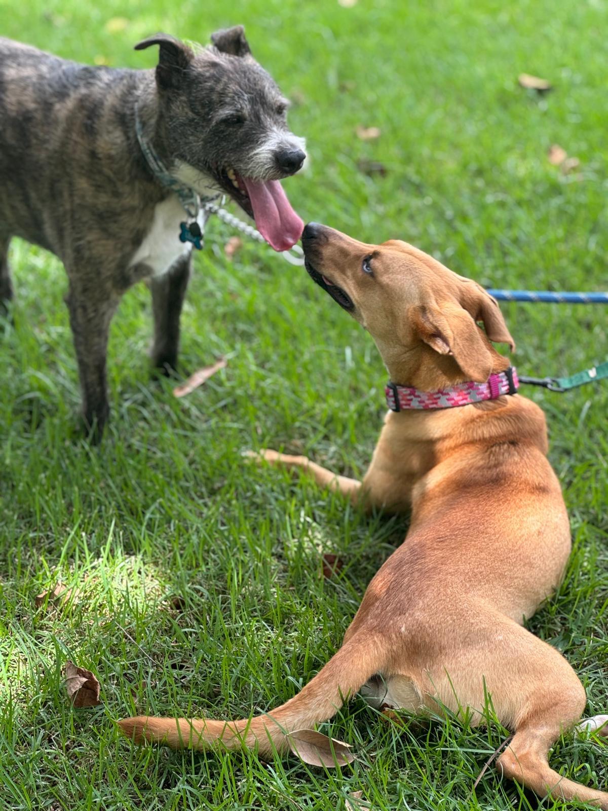 Enlarge Tina, a ADOPTABLE mixed breed in Weare, NH image 2/6