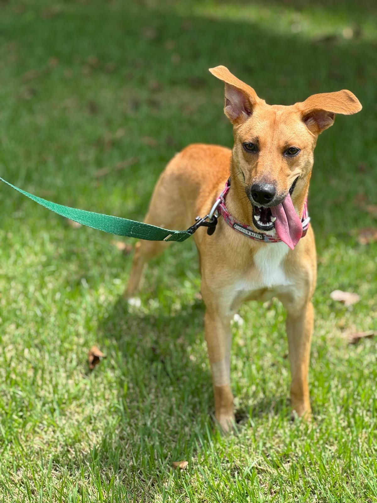 Enlarge Tina, a ADOPTABLE mixed breed in Weare, NH image 5/6