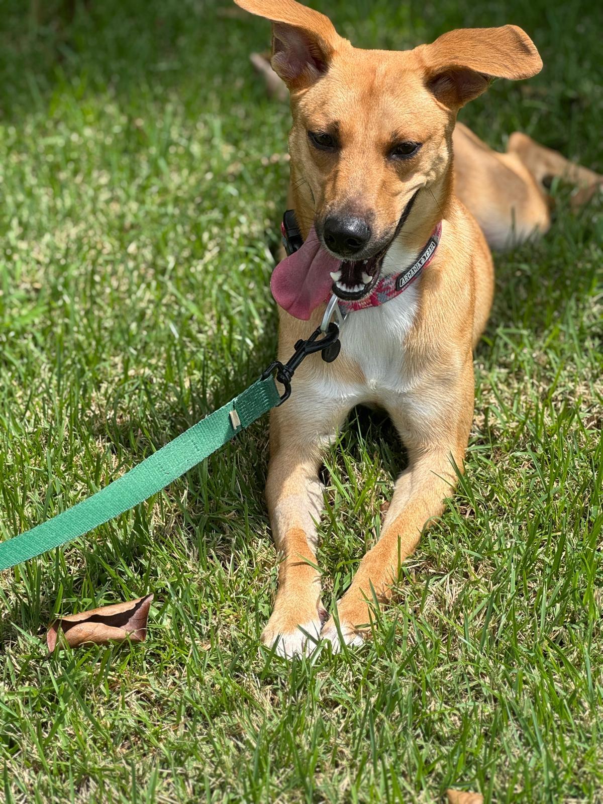 Enlarge Tina, a ADOPTABLE mixed breed in Weare, NH image 3/6