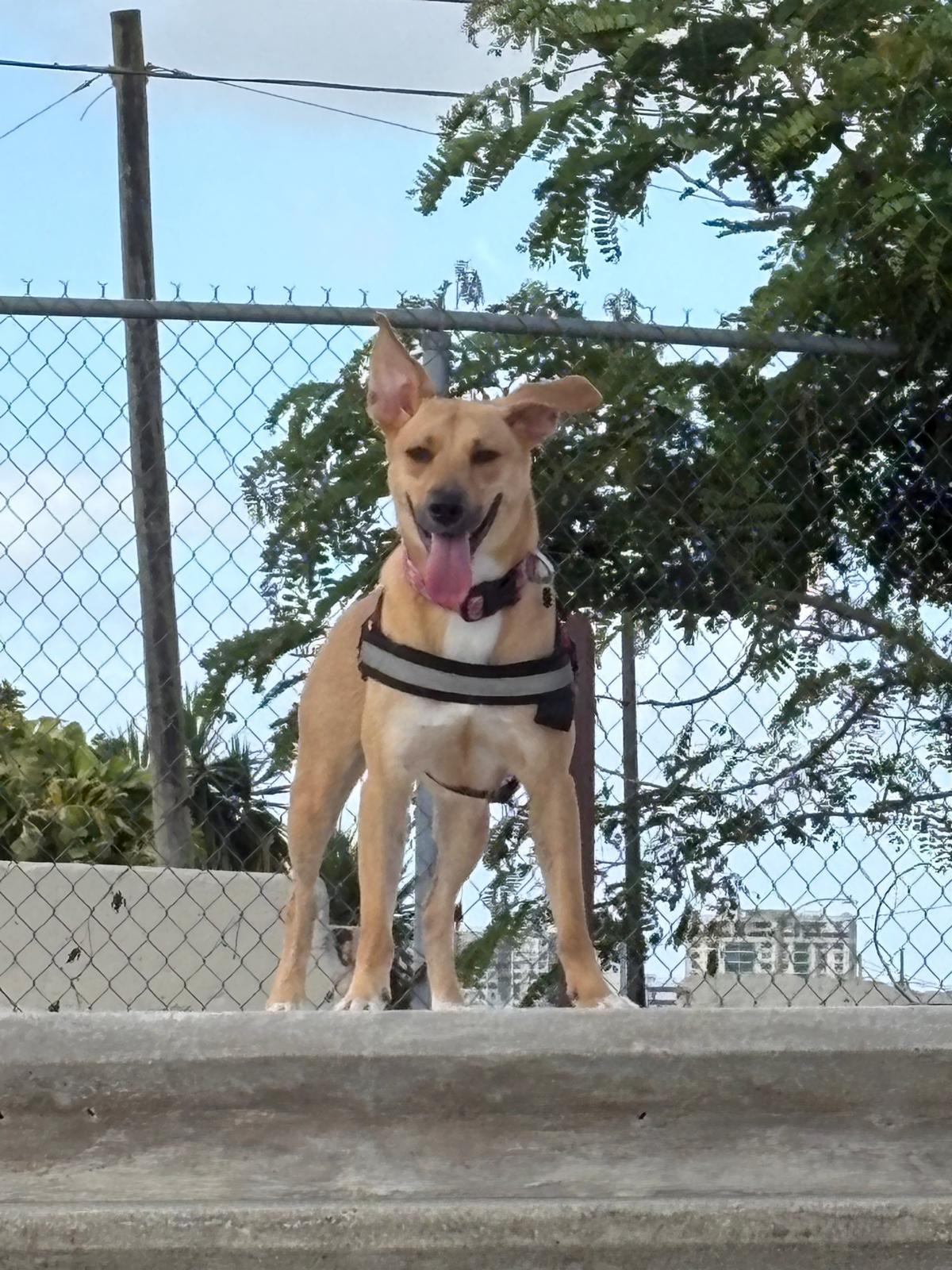 Enlarge Tina, a ADOPTABLE mixed breed in Weare, NH image 6/6