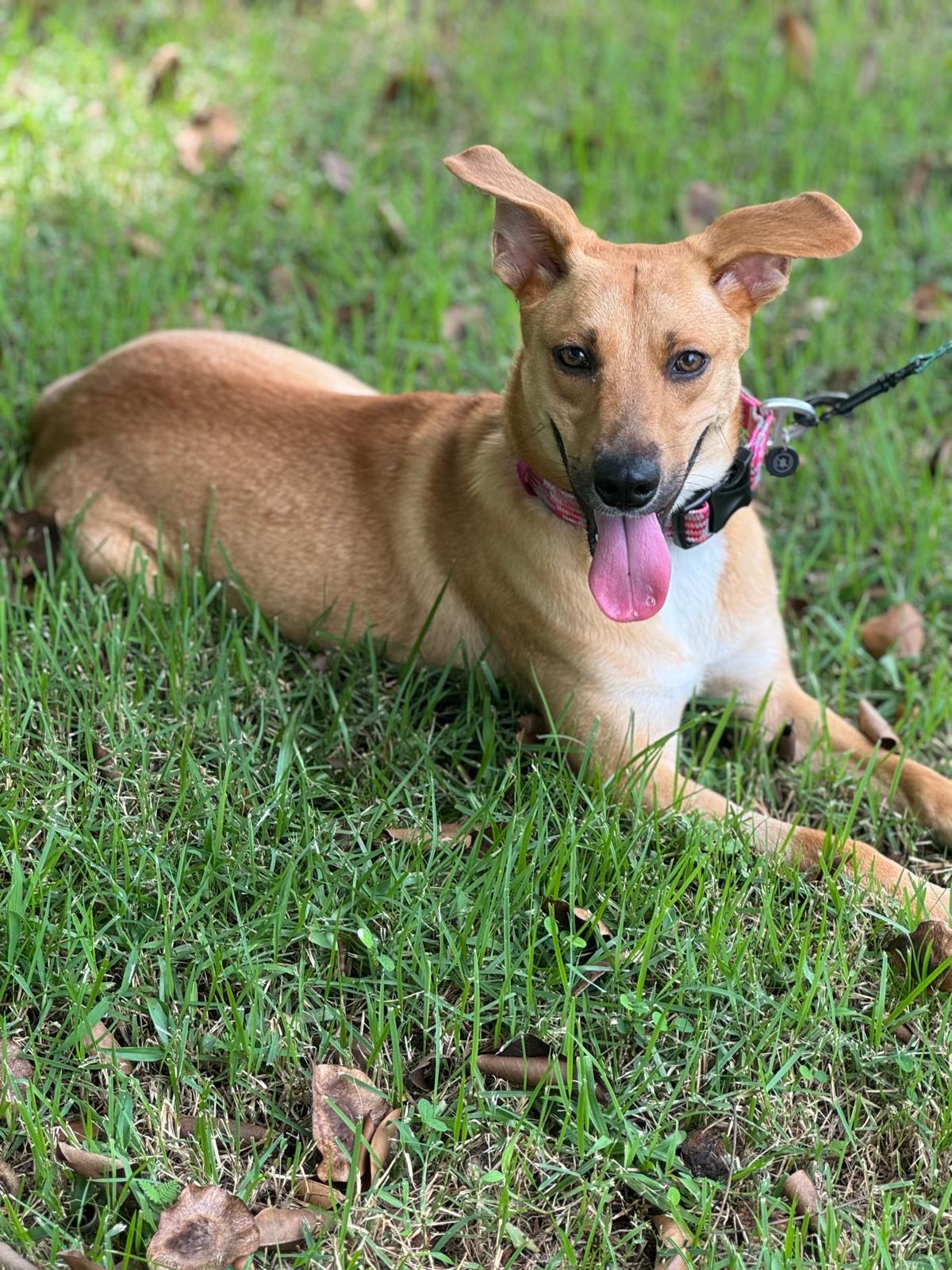 Tina, ADOPTABLE, Young Female Yellow Labrador Retriever & Shepherd.