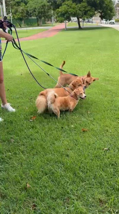 Enlarge Tina, a ADOPTABLE mixed breed in Weare, NH video 4/6