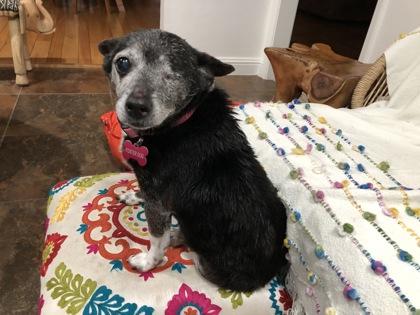 Enlarge Leila , a Adoptable mixed breed in Sacramento, CA image 2/3