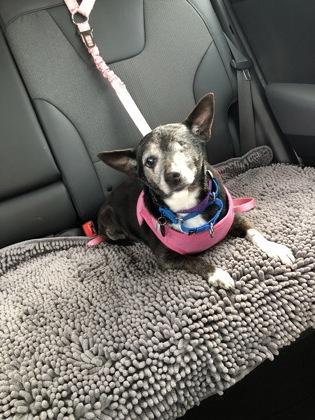 Enlarge Leila , a Adoptable mixed breed in Sacramento, CA image 3/3