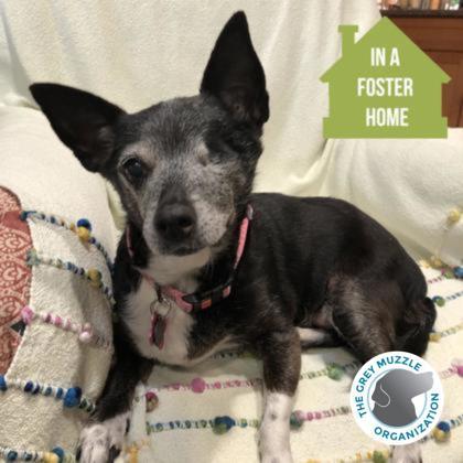 Enlarge Leila , a Adoptable mixed breed in Sacramento, CA image 1/3