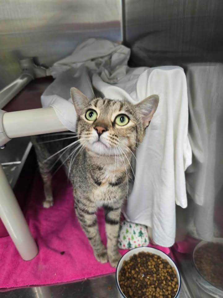 Enlarge Fiona, a Adoptable Domestic Short Hair in Winthrop, ME image 1/1