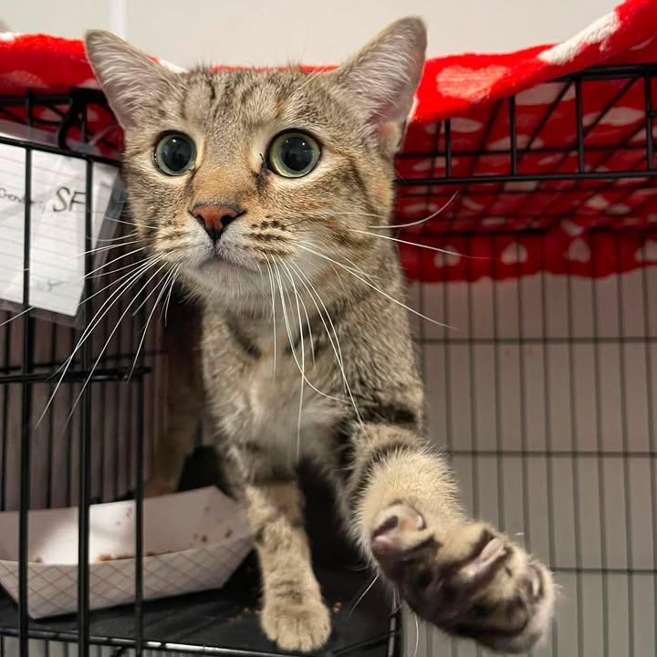 Enlarge Fiona, a Adoptable Domestic Short Hair in Winthrop, ME image 3/4