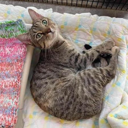 Fiona, adoptable, Adult Female Domestic Short Hair.