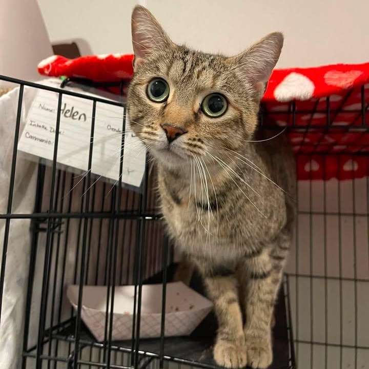 Fiona, Adoptable, Adult Female Domestic Short Hair.