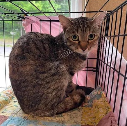 Enlarge Fiona, an adoptable Domestic Short Hair in Winthrop, ME image 3/3