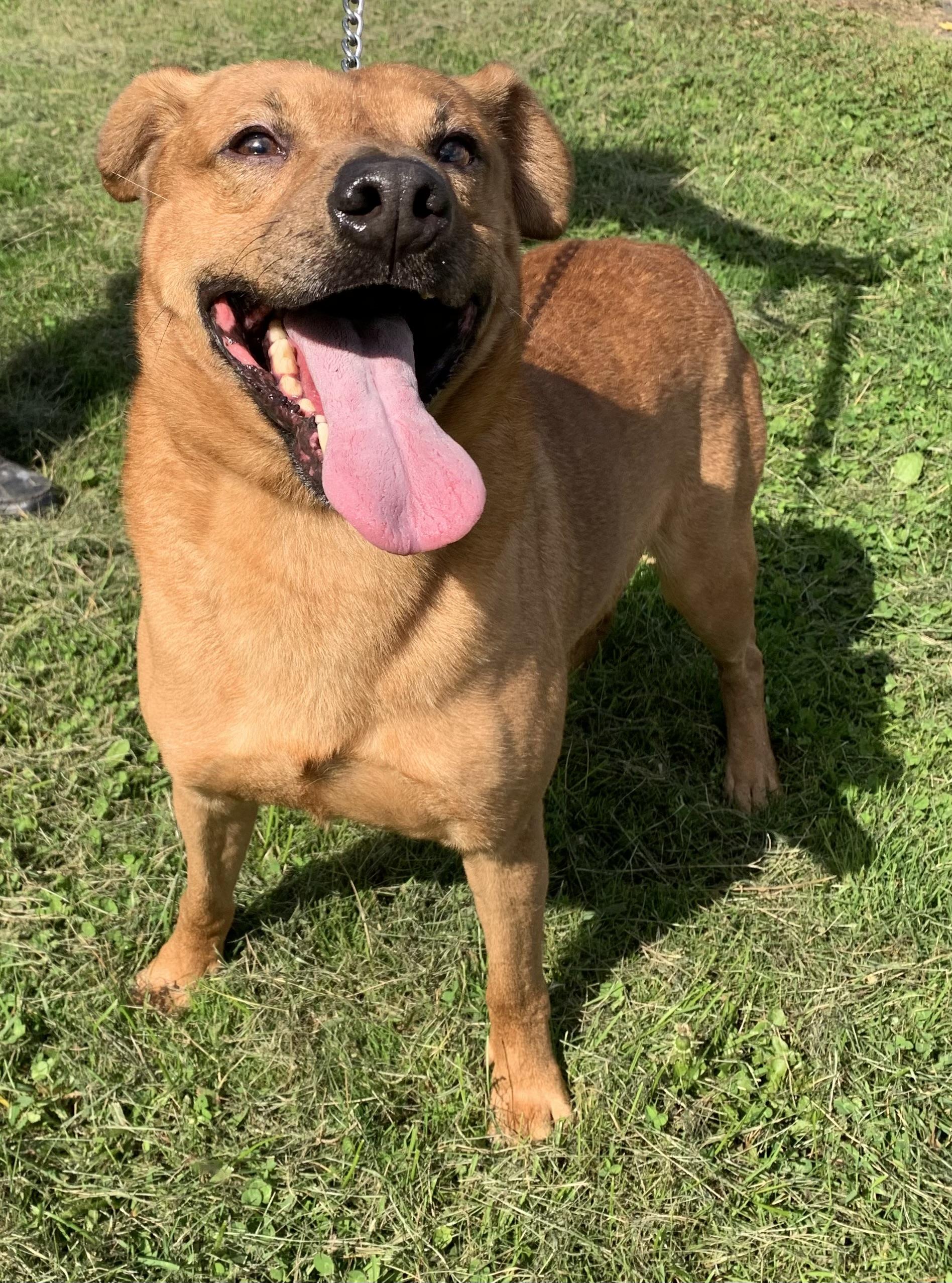 Enlarge Jakey, a Adoptable mixed breed in Massena, NY image 2/2