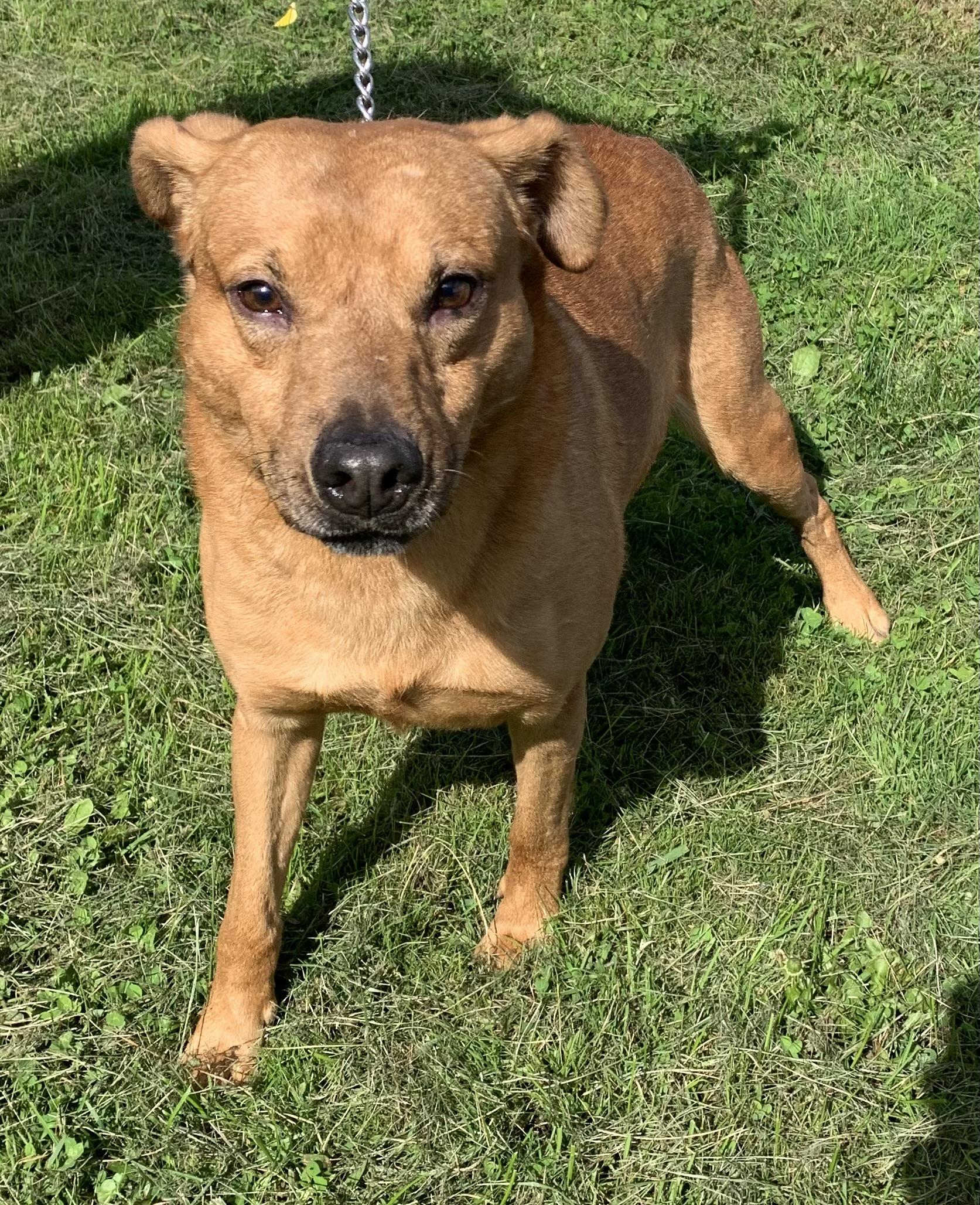 Jakey, Adoptable, Adult Male Labrador Retriever.