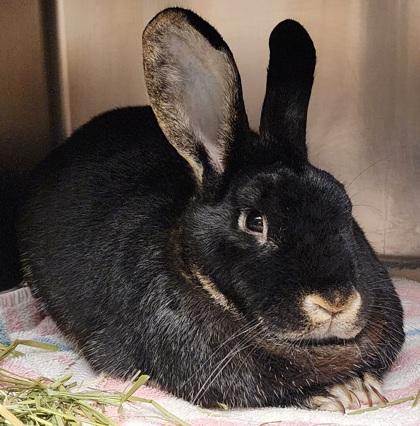 Niobe, Adult Female unknown