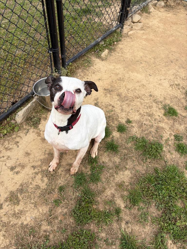 Buddy, Adoptable, Senior Male Mixed Breed.