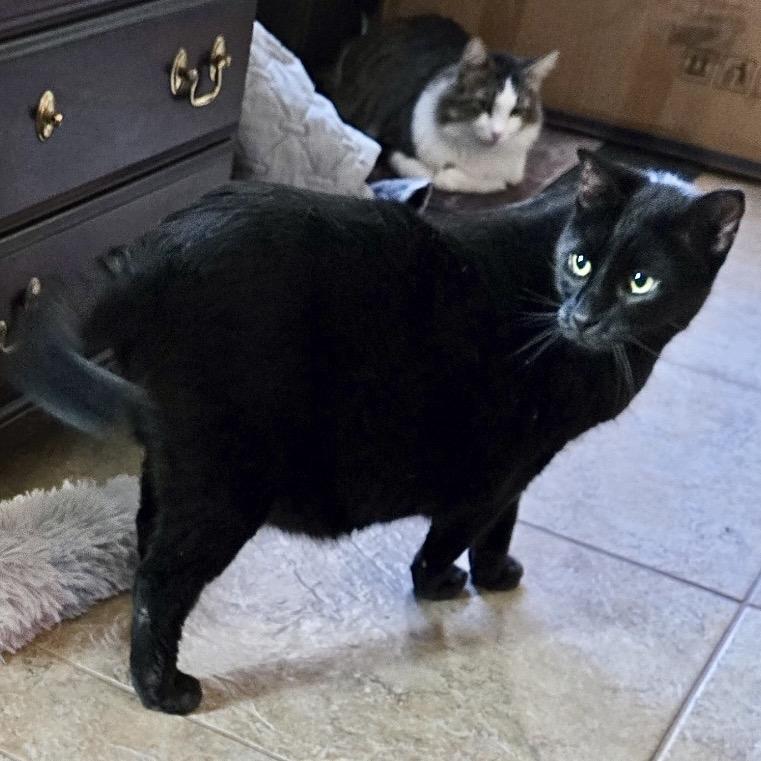 Enlarge Diego, a Adoptable Domestic Short Hair in Houston, TX image 1/1