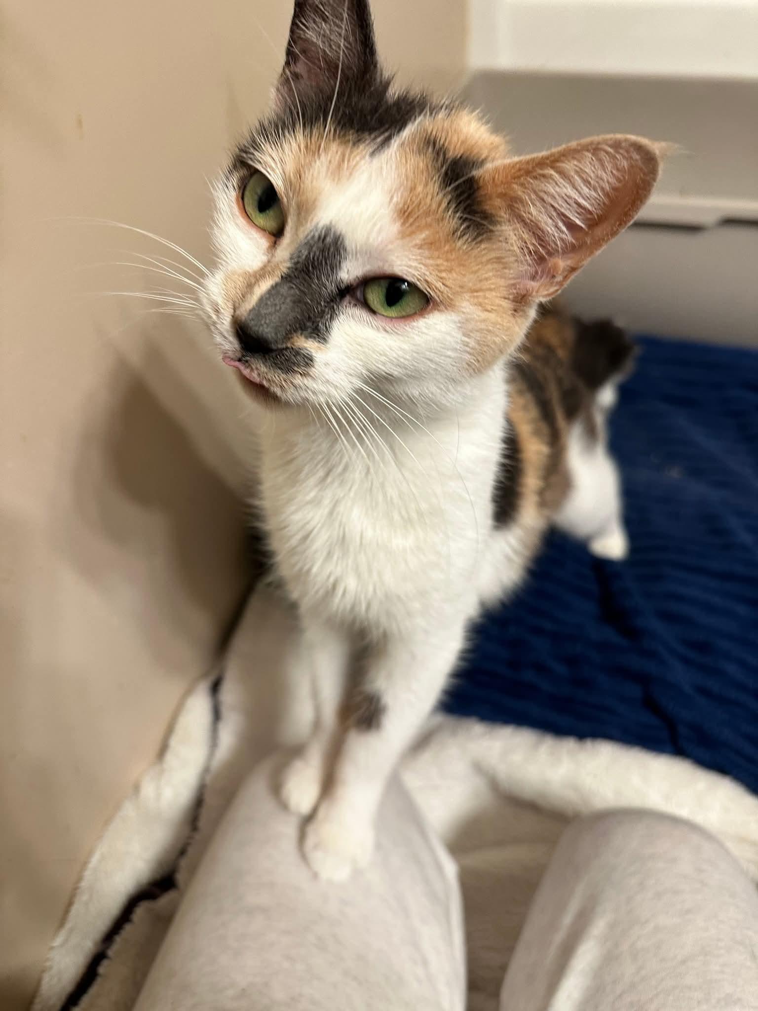 Cider, a ADOPTABLE Domestic Short Hair in East Lansing, MI image 1/2