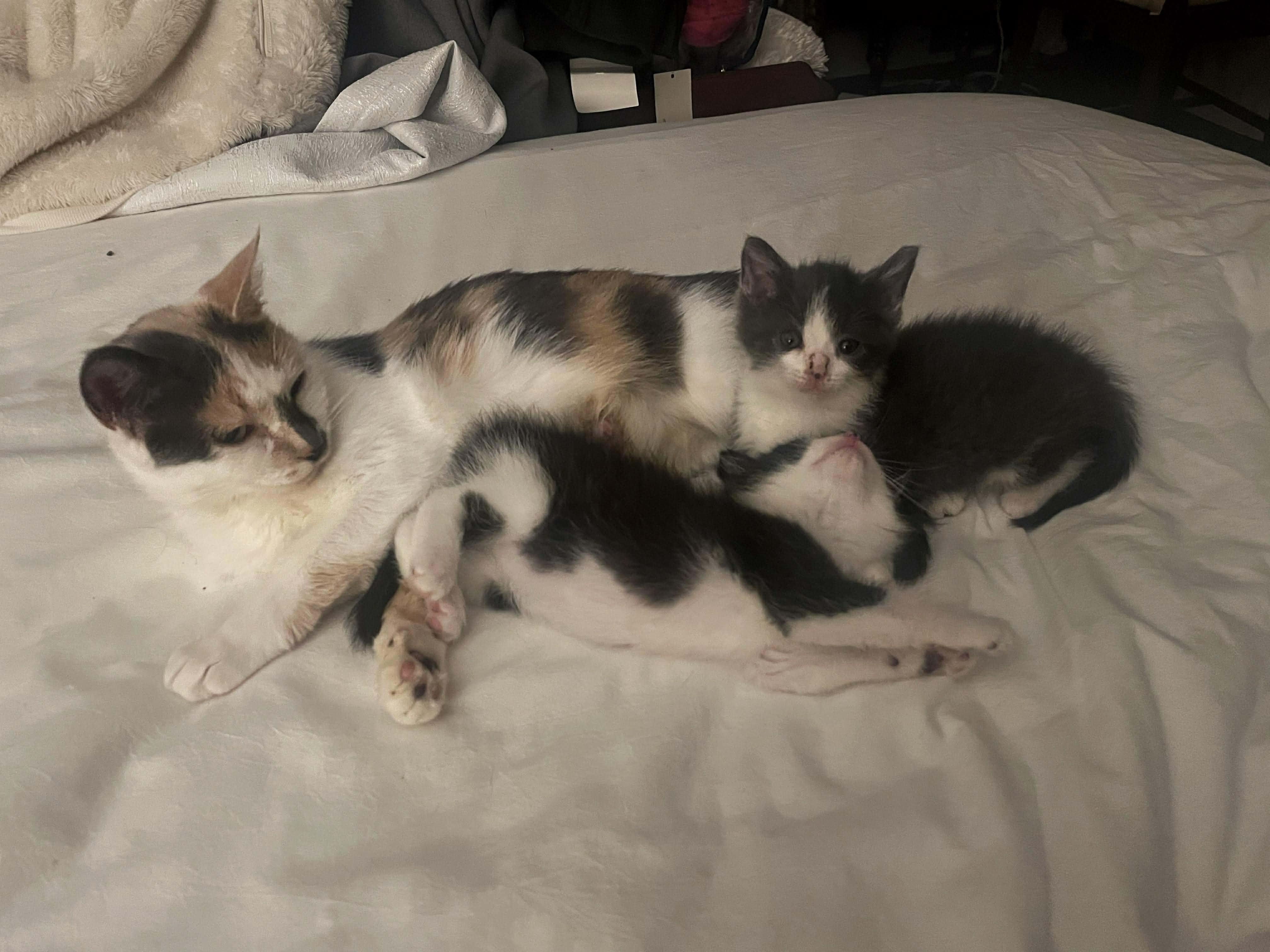 Cider, a ADOPTABLE Domestic Short Hair in East Lansing, MI image 2/2