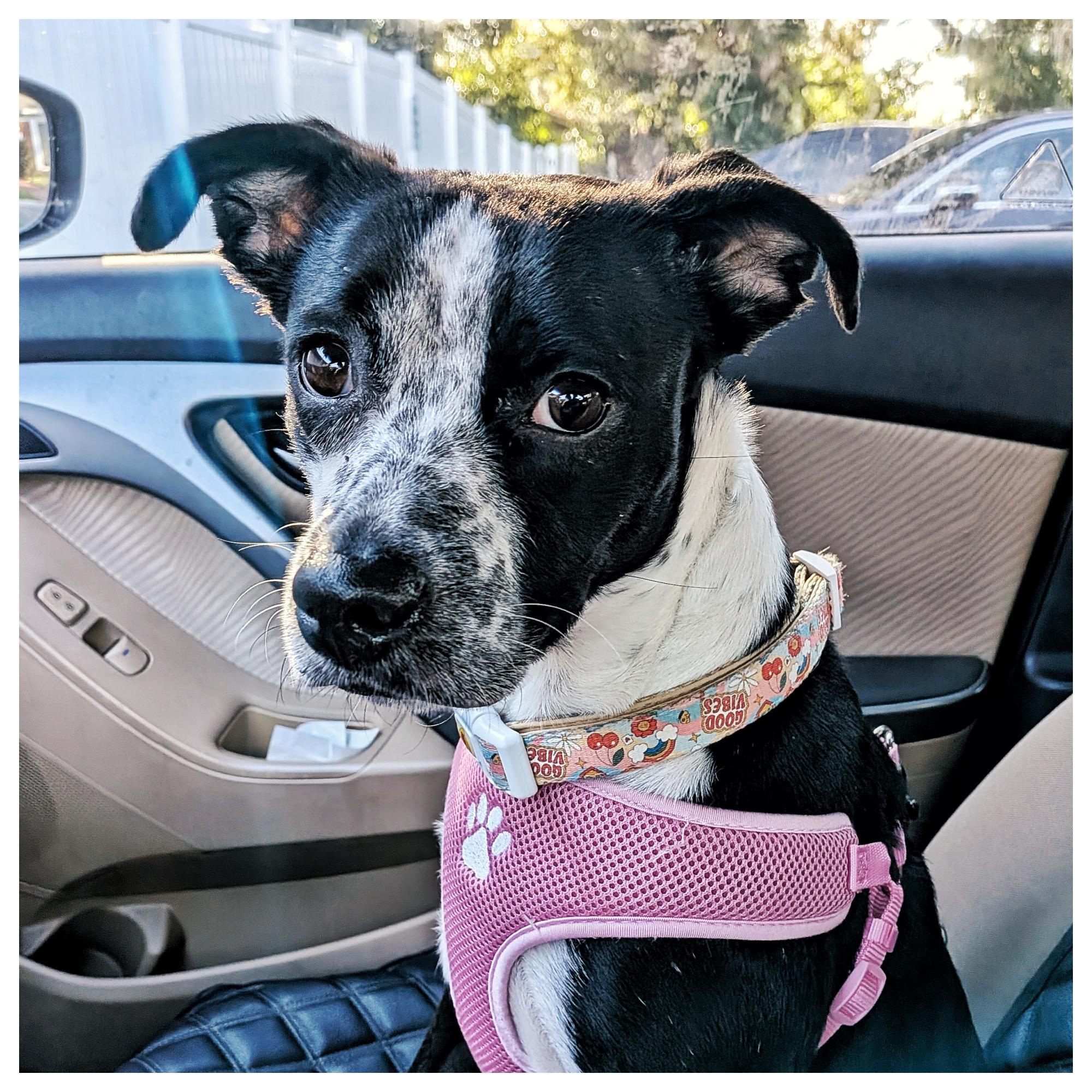 Pandora, Adoptable, Adult Female Cattle Dog.