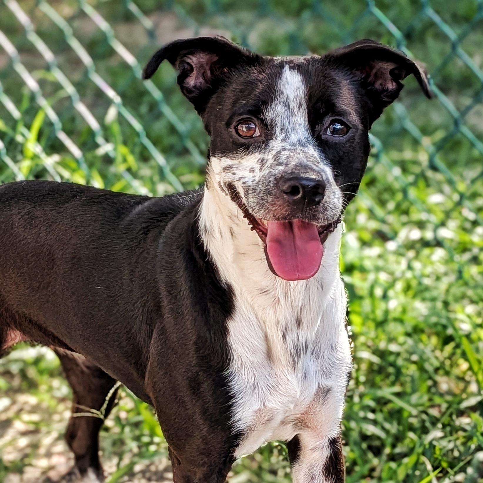 Pandora, a Adoptable mixed breed in Eustis, FL image 3/3