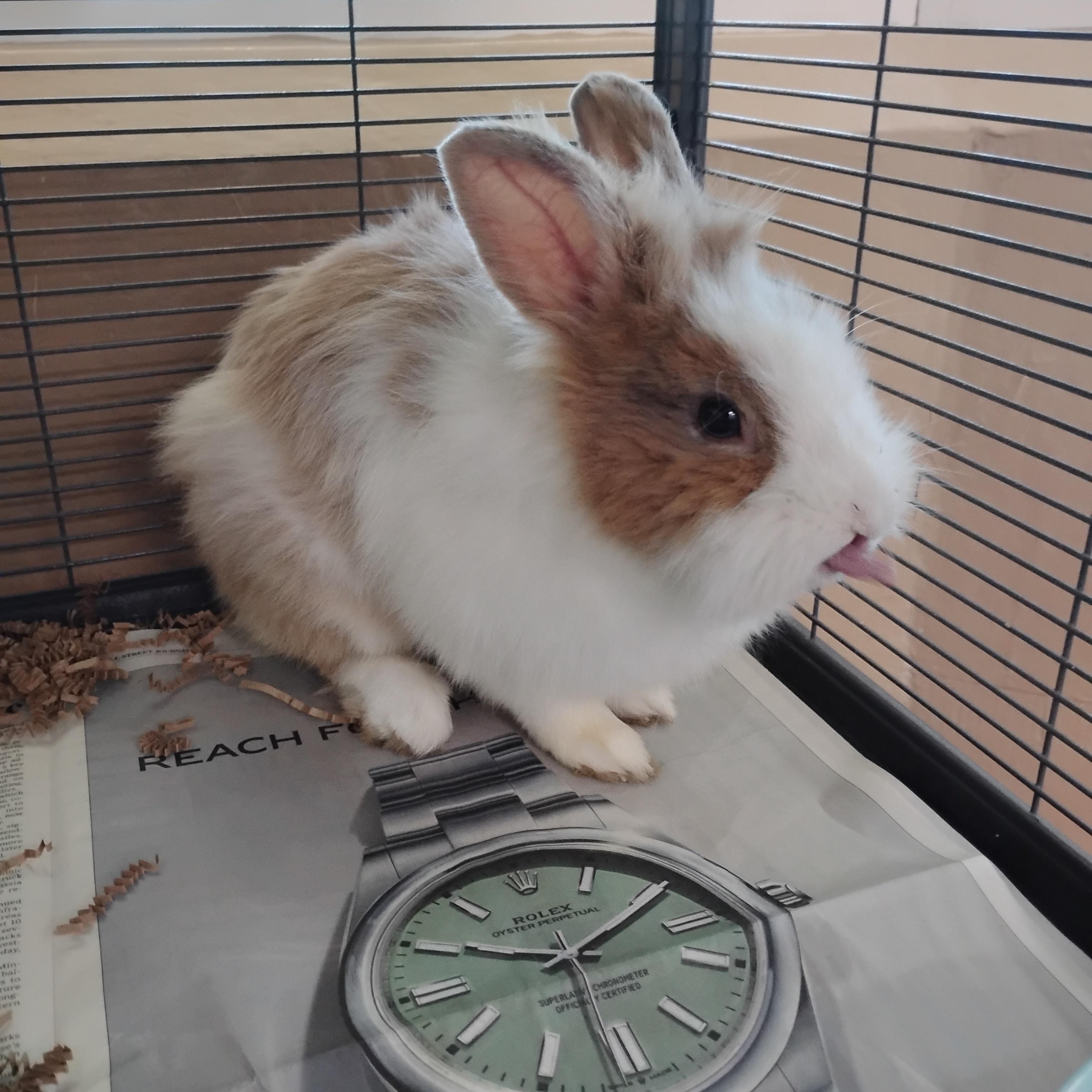 Rolex, a ADOPTABLE Lionhead in Livermore, CA image 1/5